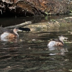 Tachybaptus novaehollandiae at Capalaba, QLD - 5 Jul 2023 10:33 AM