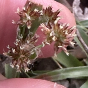 Luzula densiflora at Molonglo Valley, ACT - 17 Jul 2023