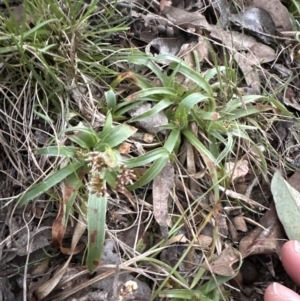 Luzula densiflora at Aranda, ACT - 17 Jul 2023 05:13 PM