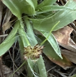 Luzula densiflora at Molonglo Valley, ACT - 17 Jul 2023