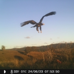 Aquila audax (Wedge-tailed Eagle) at Corrowong, NSW - 24 Jun 2023 by BlackFlat