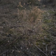 Cassinia sifton (Sifton Bush, Chinese Shrub) at Aranda Bushland - 17 Jul 2023 by lbradley