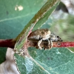 Gonipterus sp. (genus) (Eucalyptus Weevil) at Aranda, ACT - 17 Jul 2023 by KMcCue