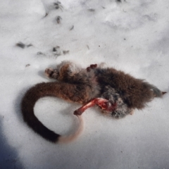 Pseudocheirus peregrinus (Common Ringtail Possum) at Kosciuszko National Park - 17 Jul 2023 by MB