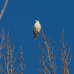 Elanus axillaris (Black-shouldered Kite) at Yarralumla, ACT - 17 Jul 2023 by MichaelWenke