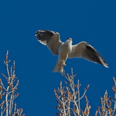 Elanus axillaris at Yarralumla, ACT - 17 Jul 2023