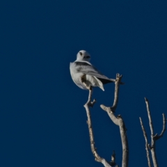 Elanus axillaris at Yarralumla, ACT - 17 Jul 2023