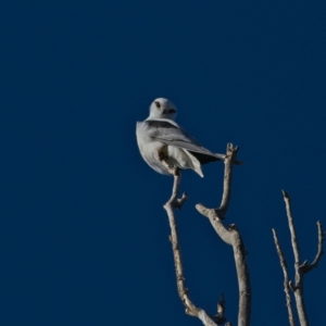 Elanus axillaris at Yarralumla, ACT - 17 Jul 2023