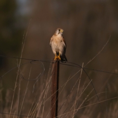 Falco cenchroides (Nankeen Kestrel) at Yarralumla, ACT - 17 Jul 2023 by Trevor