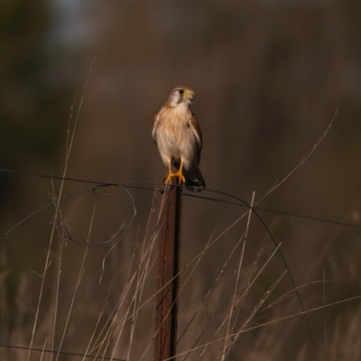 Falco cenchroides (Nankeen Kestrel) at Yarramundi Grassland
 - 17 Jul 2023 by Trevor