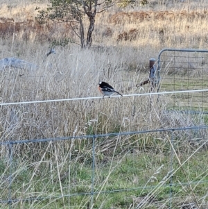 Petroica boodang at Stromlo, ACT - 15 Jul 2023