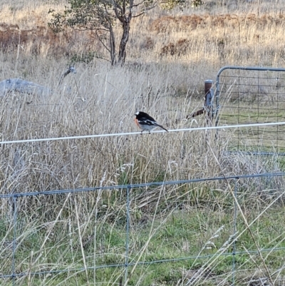 Petroica boodang (Scarlet Robin) at Stromlo, ACT - 15 Jul 2023 by BethanyDunne