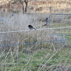 Petroica boodang at Stromlo, ACT - 15 Jul 2023 07:55 AM