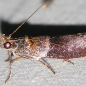 Addyme ferrorubella at Sheldon, QLD - suppressed