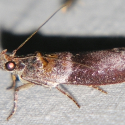 Addyme ferrorubella (Phycitinae) at Sheldon, QLD - 28 Mar 2007 by PJH123