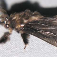 Clania ignobilis (Faggot Case Moth) at Sheldon, QLD - 28 Mar 2007 by PJH123