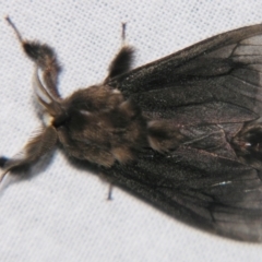 Clania ignobilis at Sheldon, QLD - suppressed
