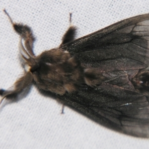 Clania ignobilis at Sheldon, QLD - suppressed
