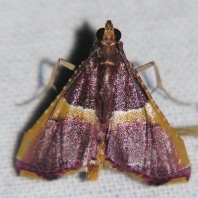 Endotricha mesenterialis (A Pyralid moth) at Sheldon, QLD - 28 Mar 2007 by PJH123