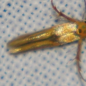 Stathmopoda (genus) at Sheldon, QLD - 28 Mar 2007