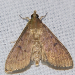 Herpetogramma licarsisalis at Sheldon, QLD - suppressed