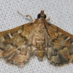 Nacoleia rhoeoalis at Sheldon, QLD - suppressed