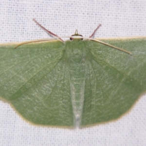 Prasinocyma albicosta at Sheldon, QLD - suppressed