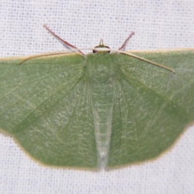 Prasinocyma albicosta (An Emerald moth (Geometrinae)) at Sheldon, QLD - 28 Mar 2007 by PJH123