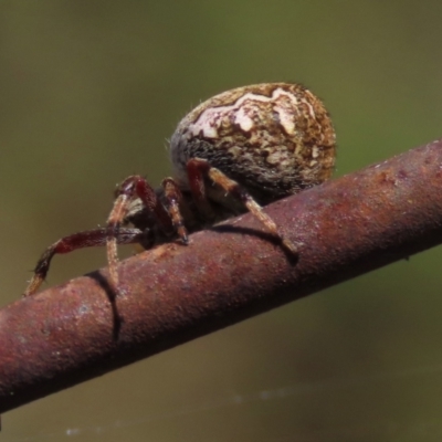 Salsa fuliginata (Sooty Orb-weaver) at Top Hut TSR - 14 Mar 2022 by AndyRoo