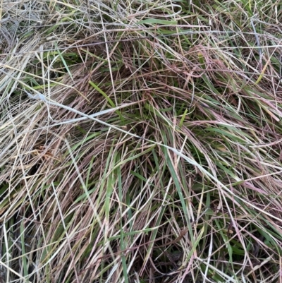 Nassella neesiana (Chilean Needlegrass) at Watson, ACT - 17 Jul 2023 by waltraud