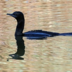 Phalacrocorax sulcirostris (Little Black Cormorant) at Gateway Island, VIC - 17 Jul 2023 by KylieWaldon