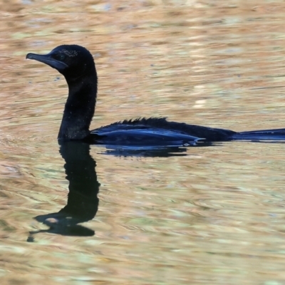 Phalacrocorax sulcirostris (Little Black Cormorant) at Wodonga Regional Park - 17 Jul 2023 by KylieWaldon