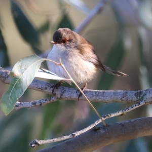 Malurus cyaneus at Gateway Island, VIC - 17 Jul 2023 11:34 AM