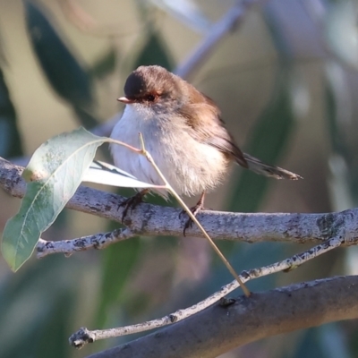 Malurus cyaneus (Superb Fairywren) at Gateway Island, VIC - 17 Jul 2023 by KylieWaldon