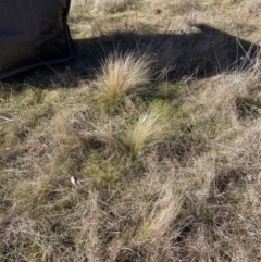 Nassella trichotoma (Serrated Tussock) at The Fair, Watson - 17 Jul 2023 by waltraud