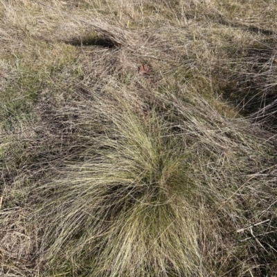 Nassella trichotoma (Serrated Tussock) at Watson, ACT - 17 Jul 2023 by waltraud