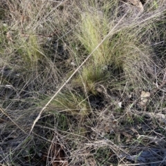 Nassella trichotoma (Serrated Tussock) at The Fair, Watson - 17 Jul 2023 by waltraud