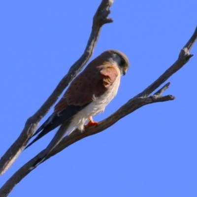 Falco cenchroides (Nankeen Kestrel) at Paddys River, ACT - 17 Jul 2023 by RodDeb