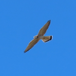 Falco cenchroides at Paddys River, ACT - 17 Jul 2023