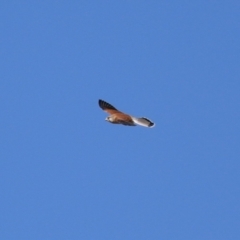 Falco cenchroides at Paddys River, ACT - 17 Jul 2023