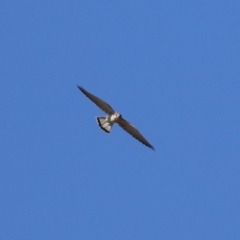 Falco cenchroides at Paddys River, ACT - 17 Jul 2023
