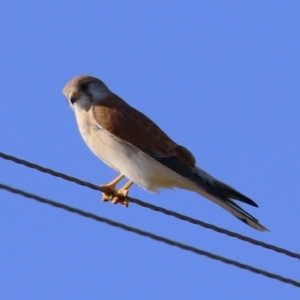 Falco cenchroides at Paddys River, ACT - 17 Jul 2023 01:39 PM