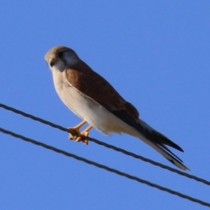 Falco cenchroides at Paddys River, ACT - 17 Jul 2023 01:39 PM