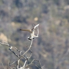 Falco cenchroides at Paddys River, ACT - 17 Jul 2023 01:39 PM