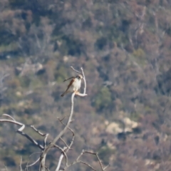 Falco cenchroides at Paddys River, ACT - 17 Jul 2023 01:39 PM