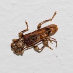 Tessaromma undatum (Velvet eucalypt longhorn beetle) at Higgins, ACT - 16 Jul 2023 by AlisonMilton