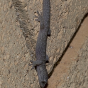 Christinus marmoratus at Higgins, ACT - 16 Jul 2023 06:59 PM