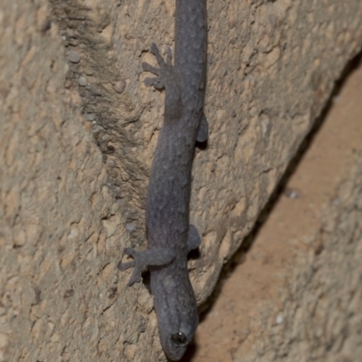 Christinus marmoratus (Southern Marbled Gecko) at Higgins, ACT - 16 Jul 2023 by AlisonMilton