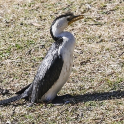 Microcarbo melanoleucos (Little Pied Cormorant) at Kingston, ACT - 11 Jul 2023 by AlisonMilton