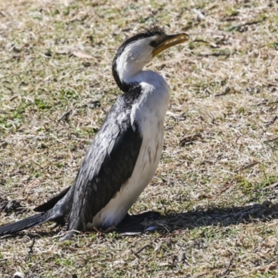 Microcarbo melanoleucos (Little Pied Cormorant) at Lake Burley Griffin Central/East - 11 Jul 2023 by AlisonMilton